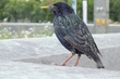 DSCF7944.JPG